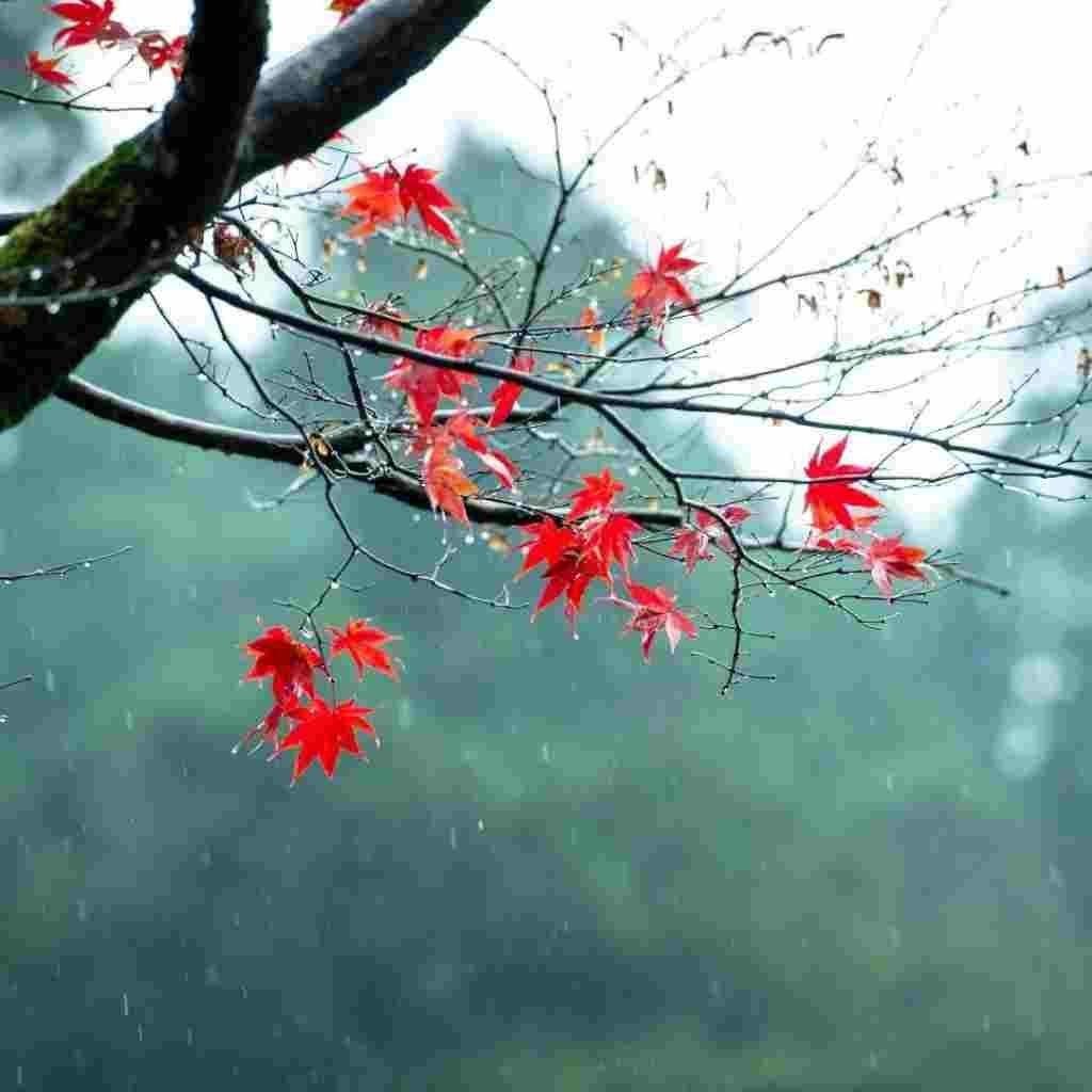 Natural Attractive Whatsapp DP