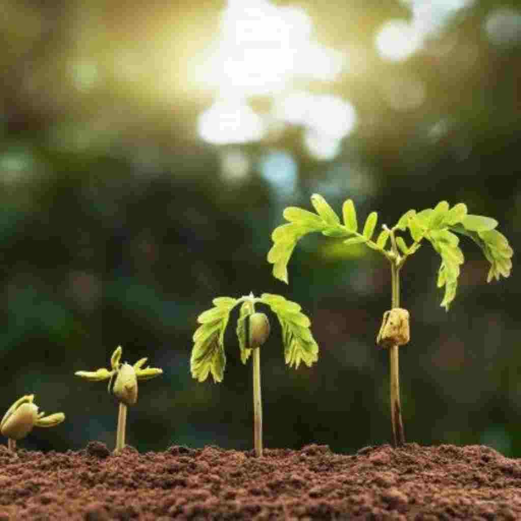 Natural Attractive Whatsapp DP