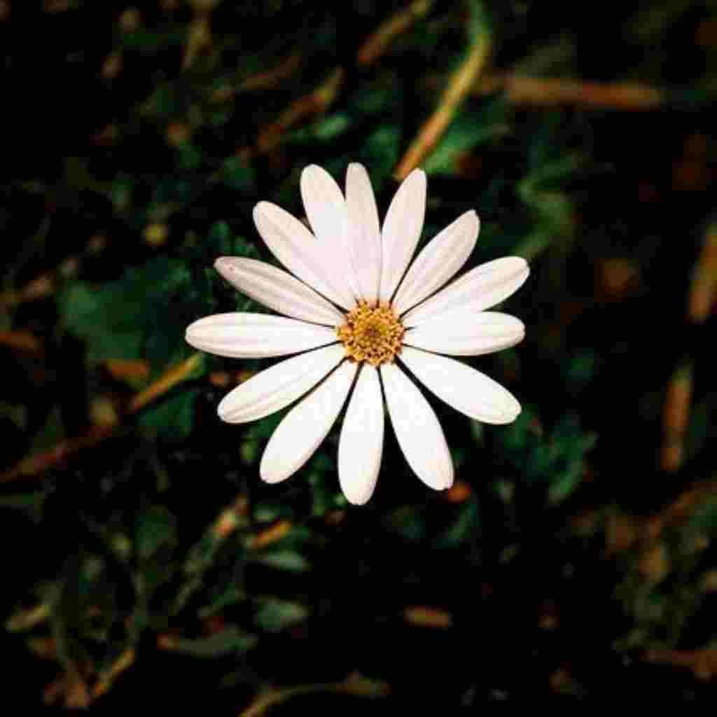 Natural Attractive Whatsapp DP