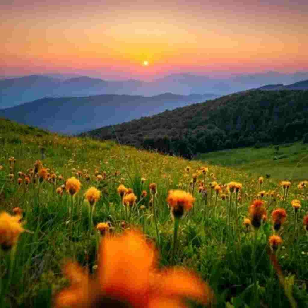 Natural Attractive Whatsapp DP