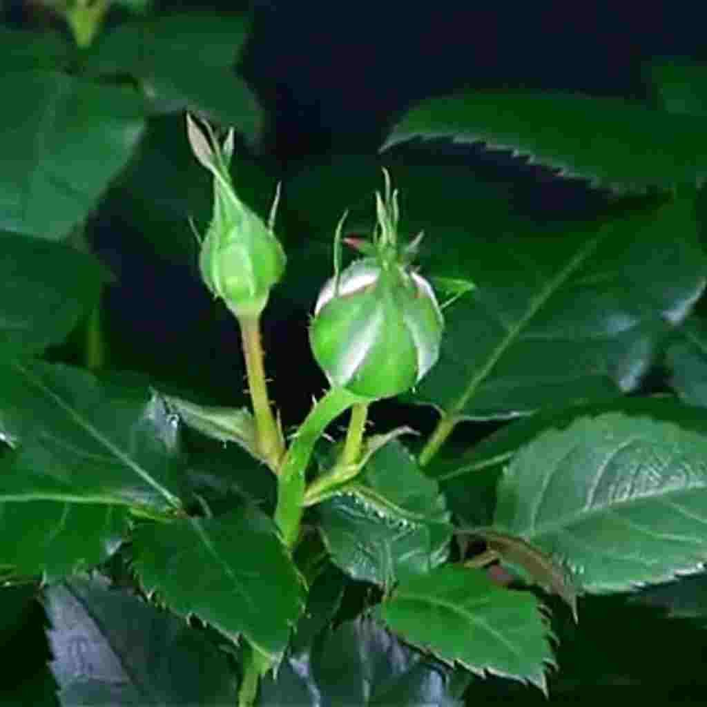 Natural Attractive Whatsapp DP