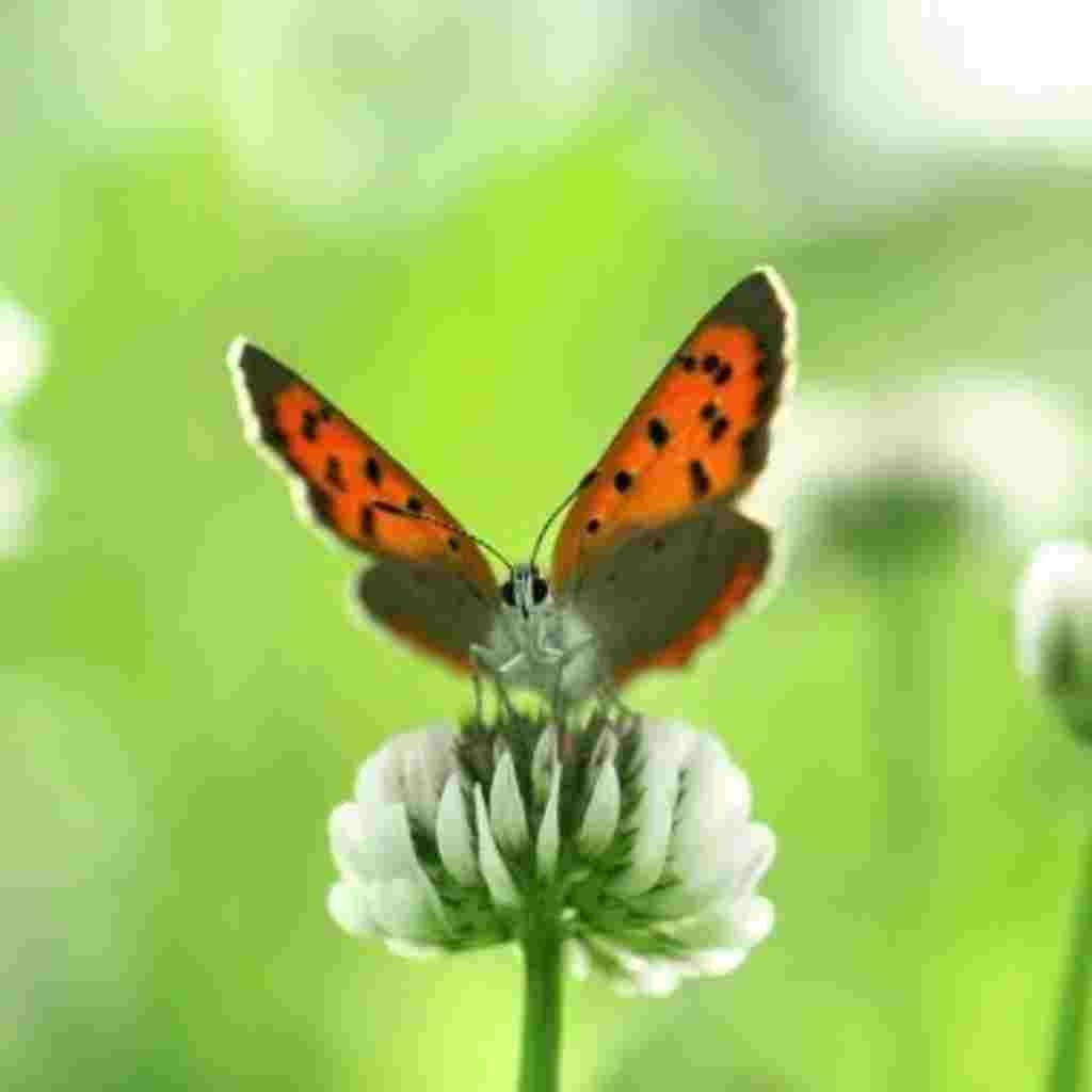 Natural Attractive Whatsapp DP