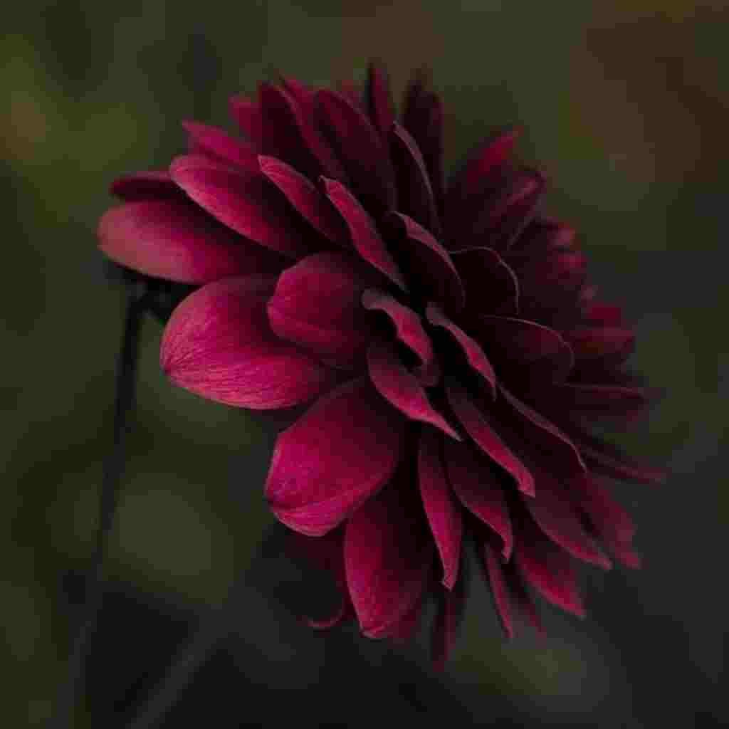 Natural Attractive Whatsapp DP