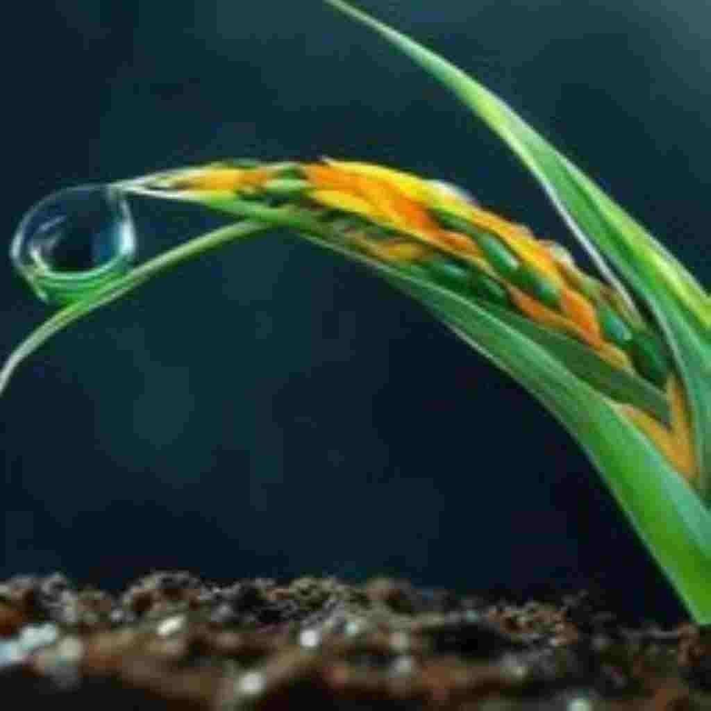 Natural Attractive Whatsapp DP