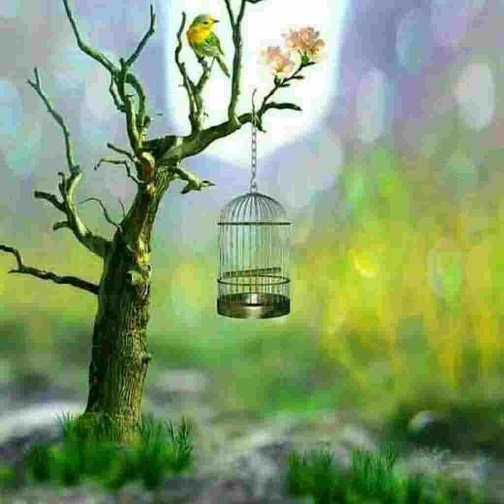 Natural Attractive Whatsapp DP