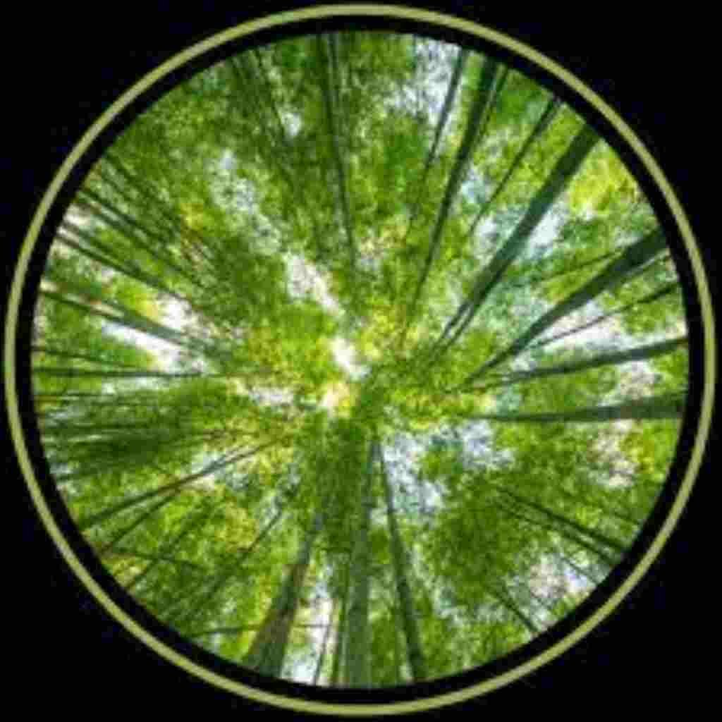 Natural Attractive Whatsapp DP