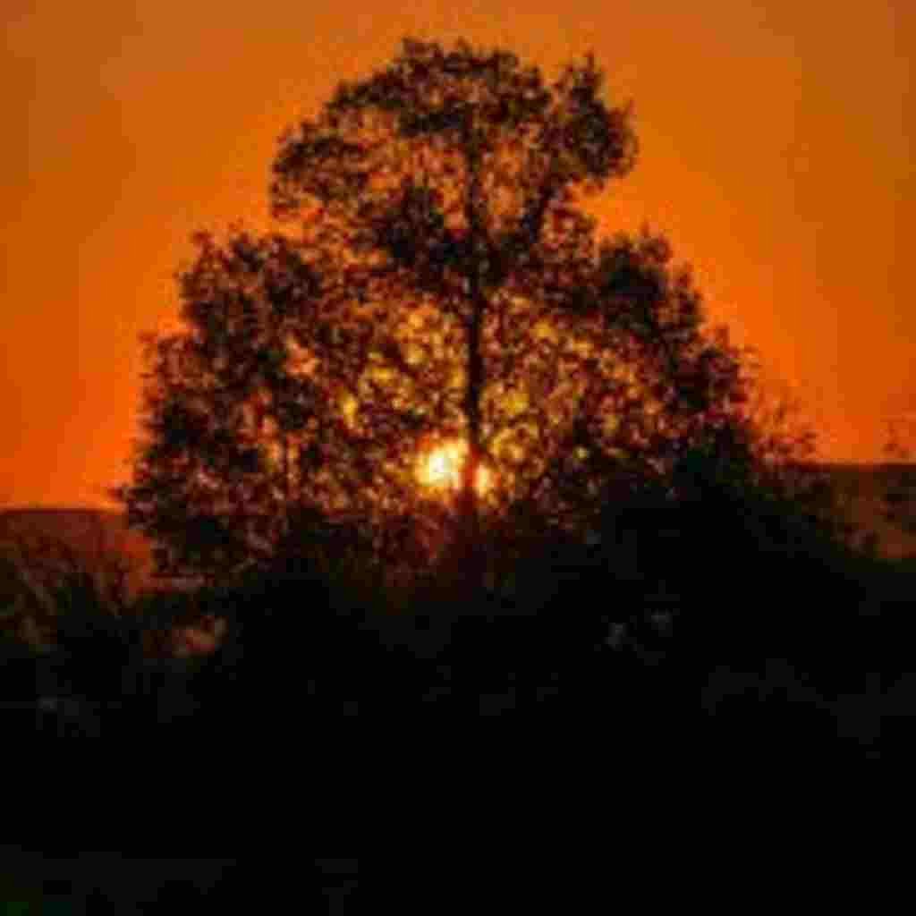 Natural Attractive Whatsapp DP