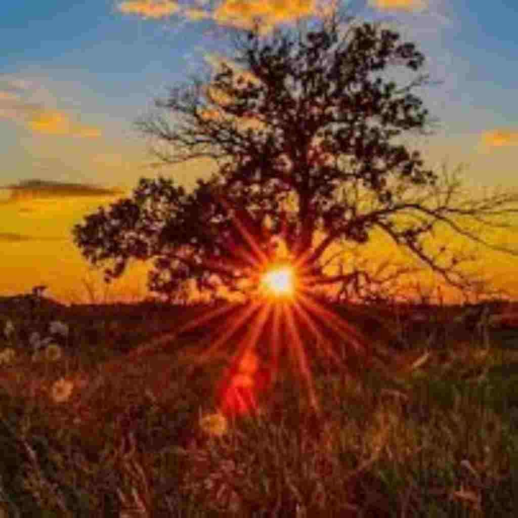 Natural Attractive Whatsapp DP