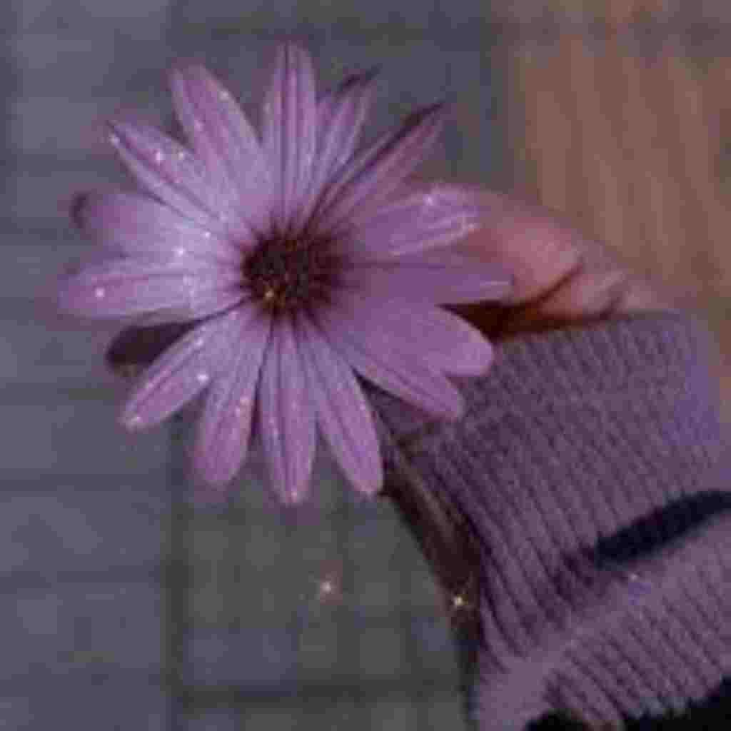 Natural Attractive Whatsapp DP