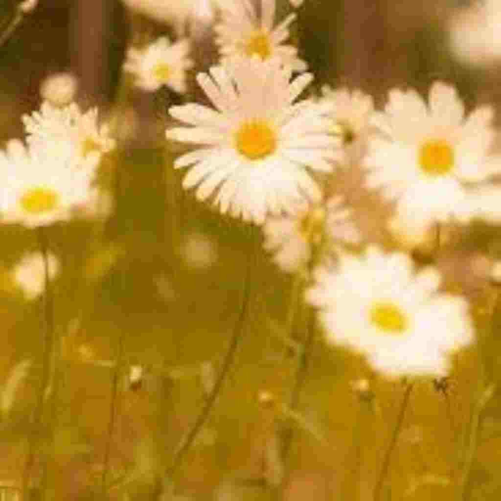 Natural Attractive Whatsapp DP