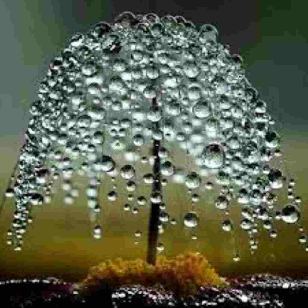 Natural Attractive Whatsapp DP