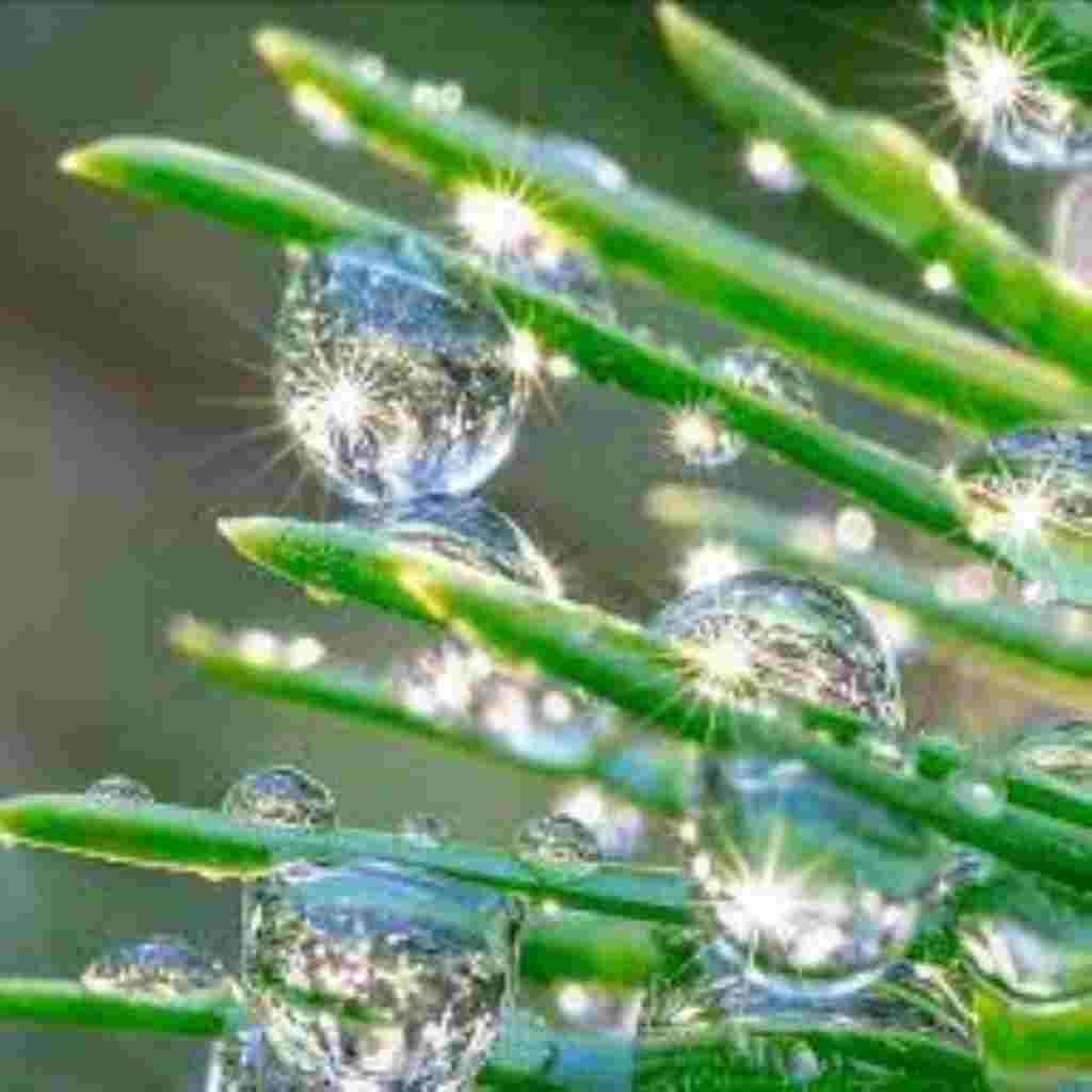 Natural Attractive Whatsapp DP