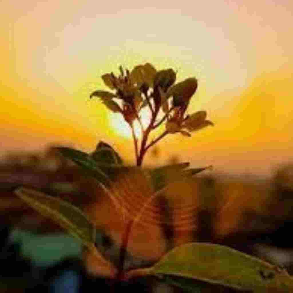 Natural Attractive Whatsapp DP