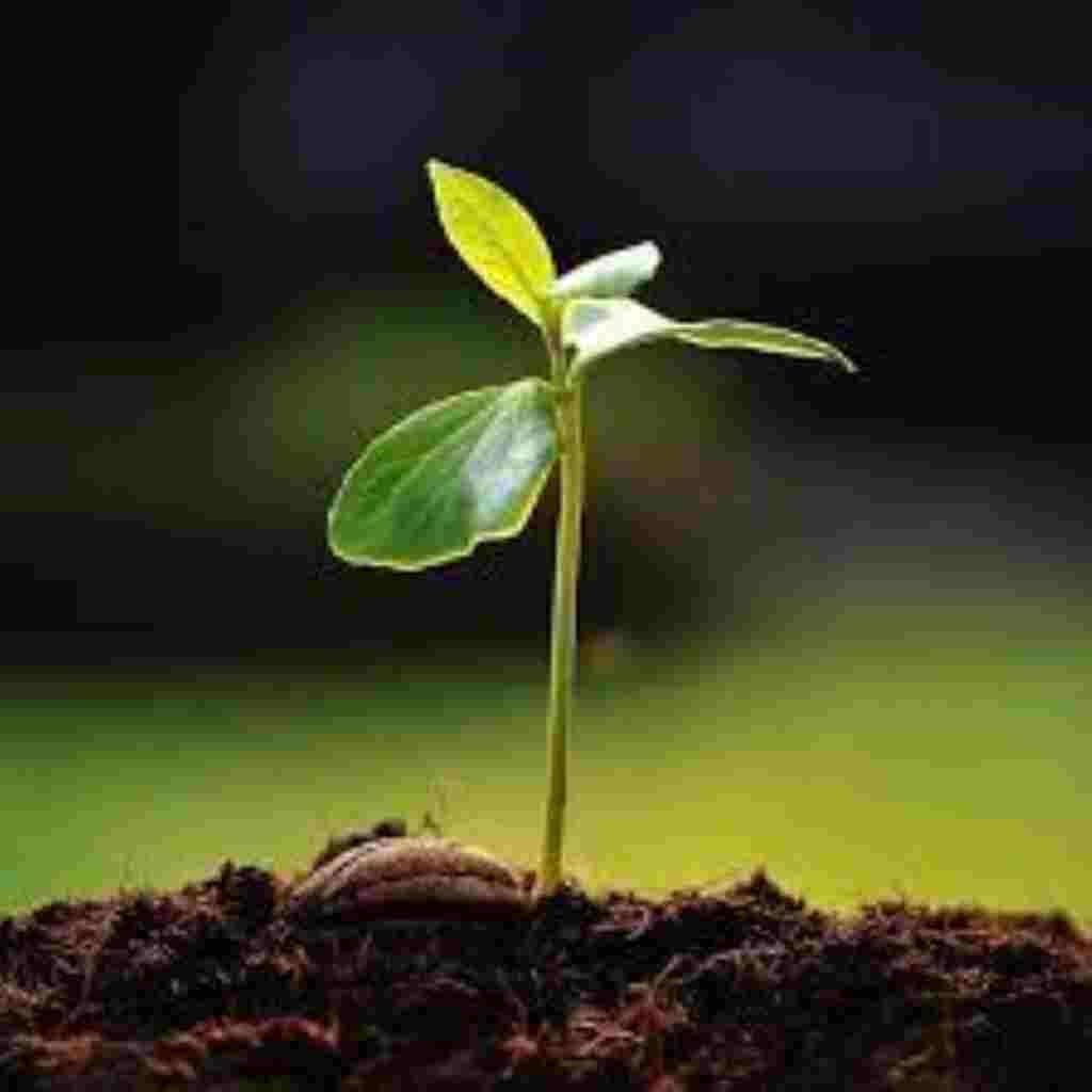 Natural Attractive Whatsapp DP