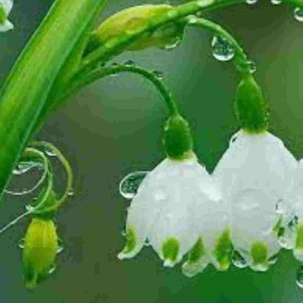 Natural Attractive Whatsapp DP