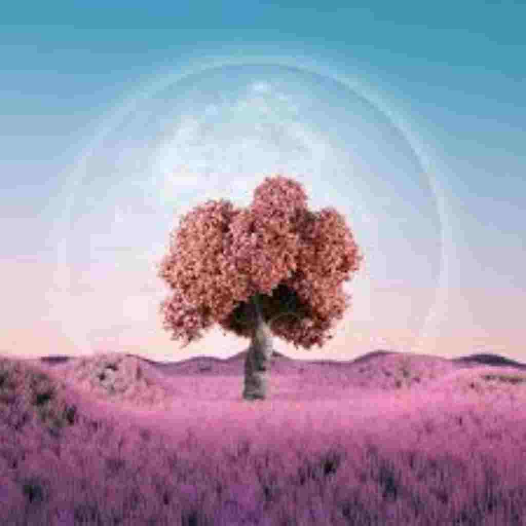 Natural Attractive Whatsapp DP