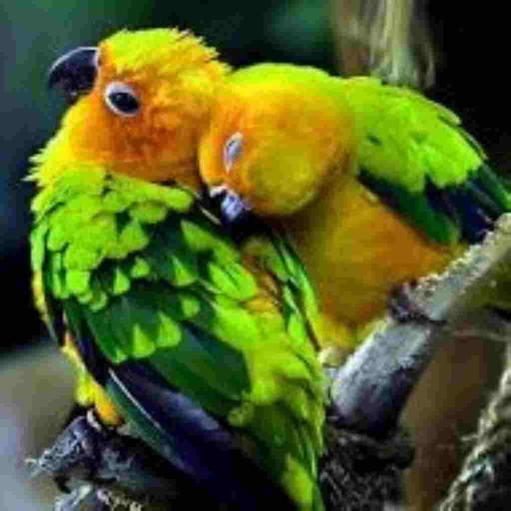 Natural Attractive Whatsapp DP