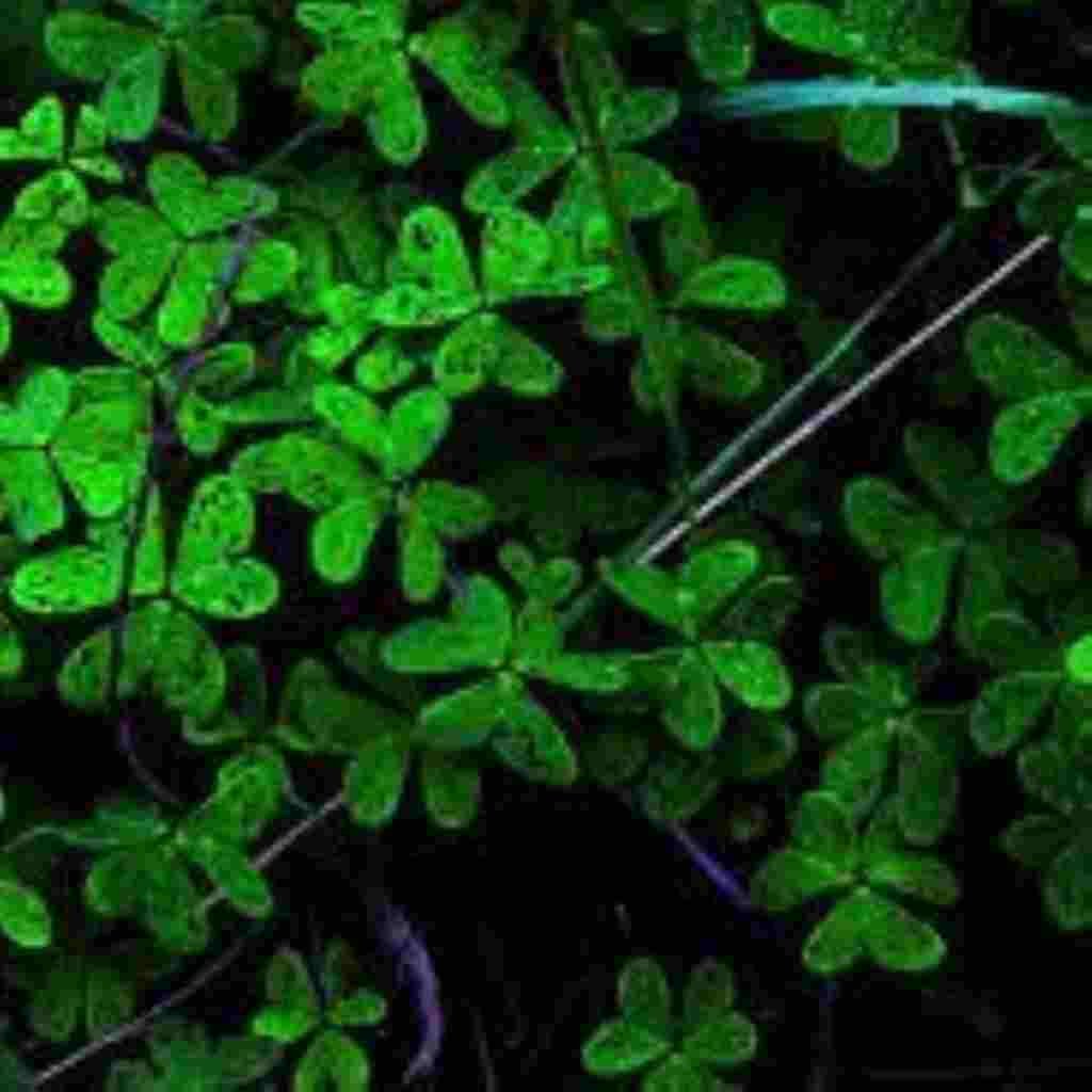 Natural Attractive Whatsapp DP