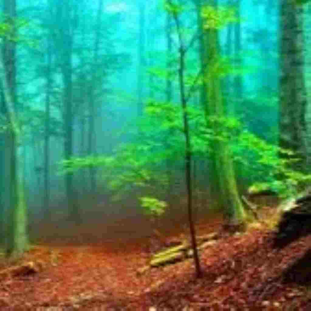 Natural Attractive Whatsapp DP