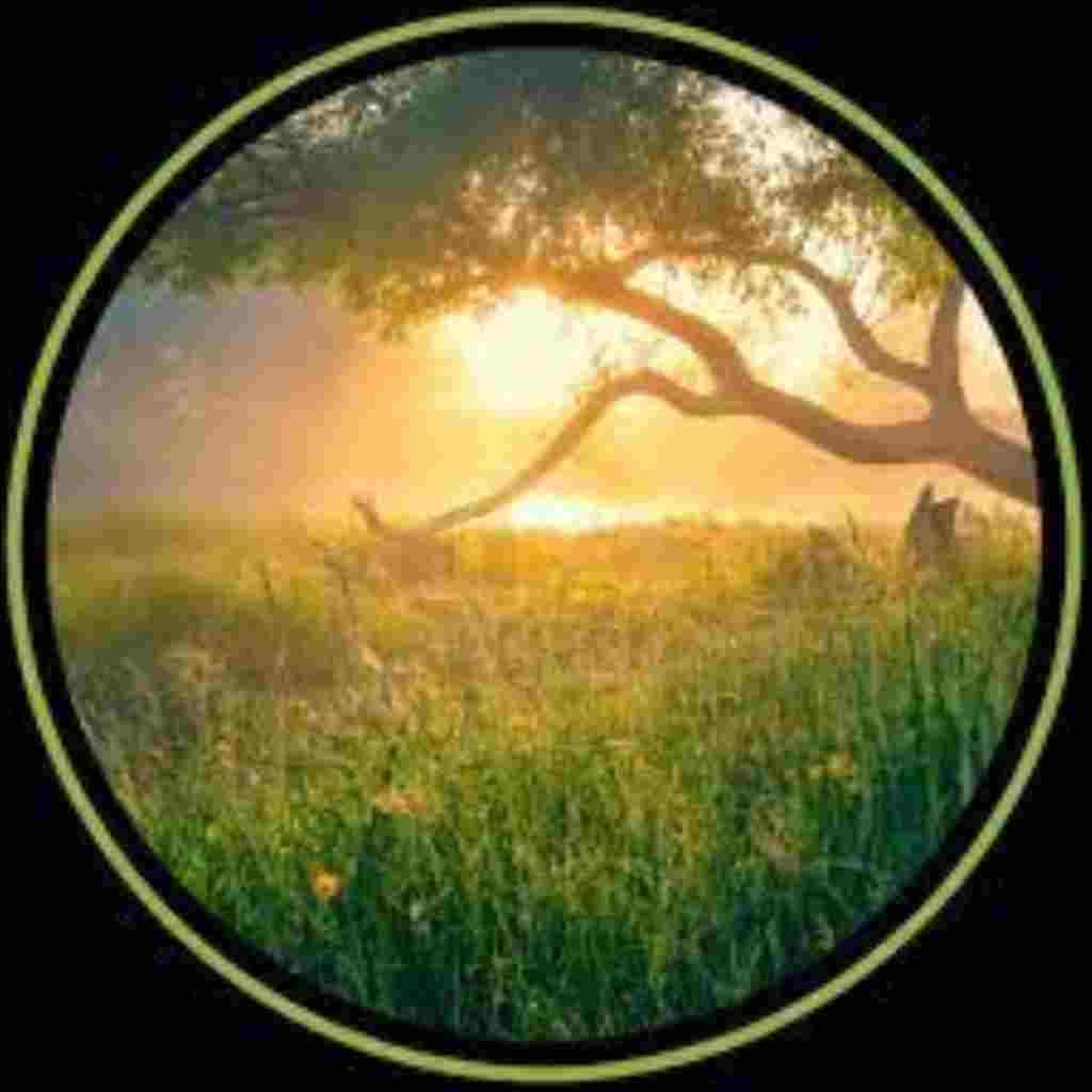 Natural Attractive Whatsapp DP