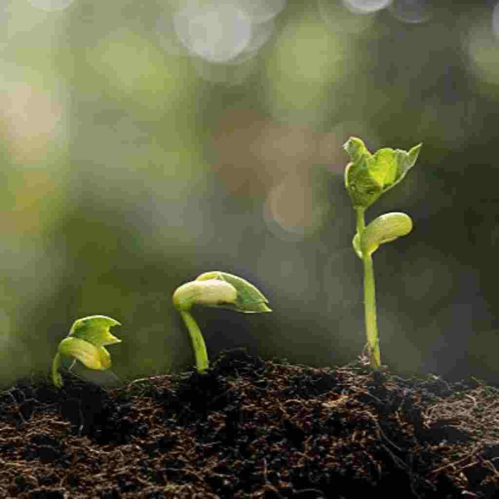 Natural Attractive Whatsapp DP