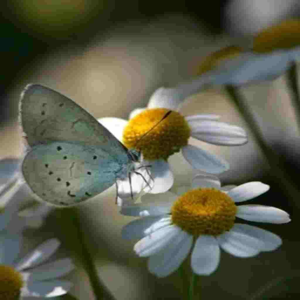 Natural Attractive Whatsapp DP