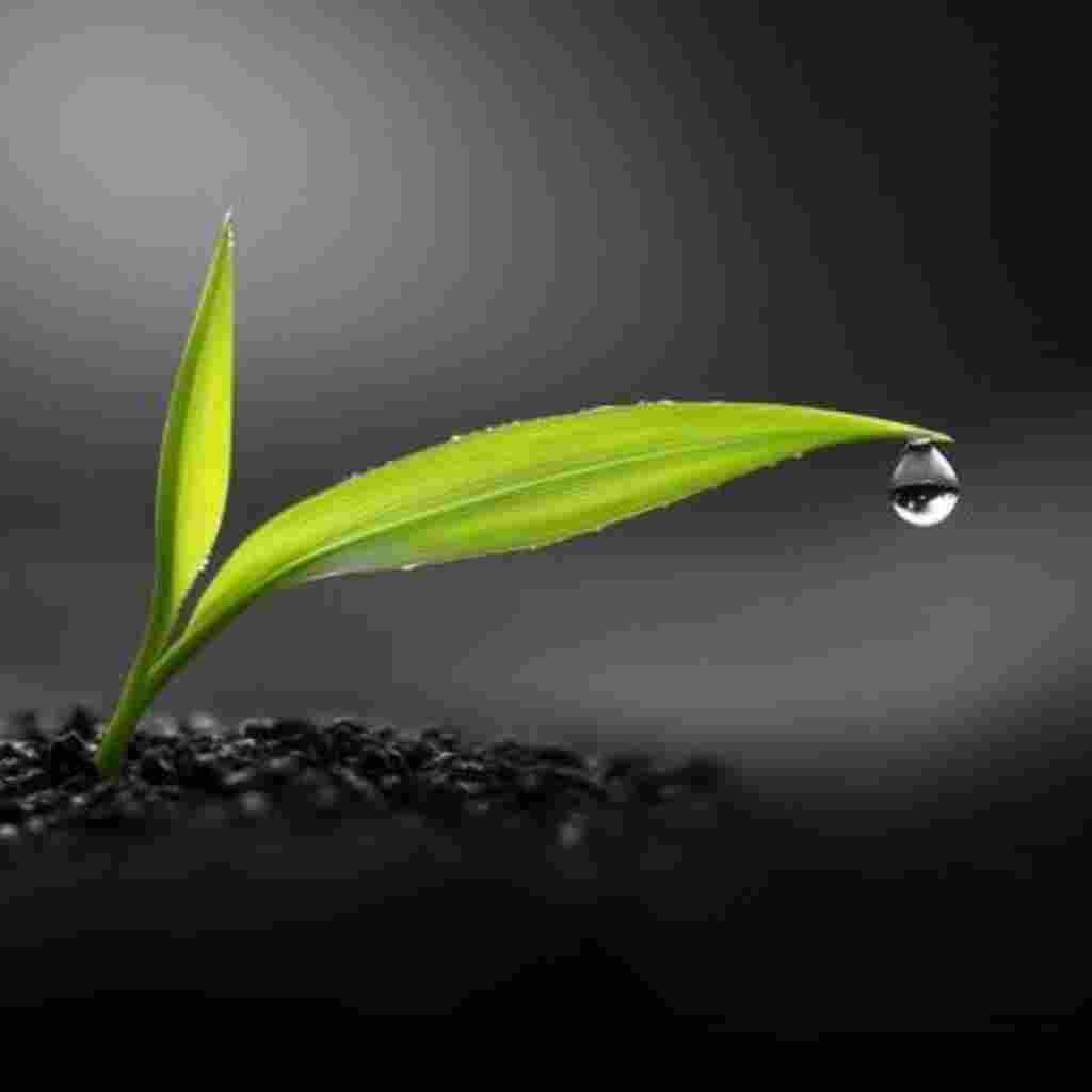 Natural Attractive Whatsapp DP