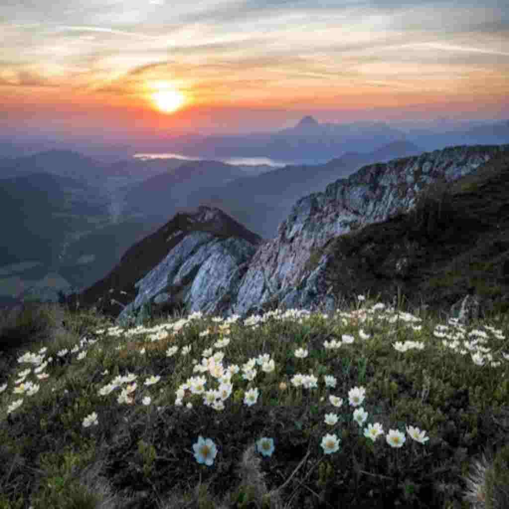 Natural Attractive Whatsapp DP