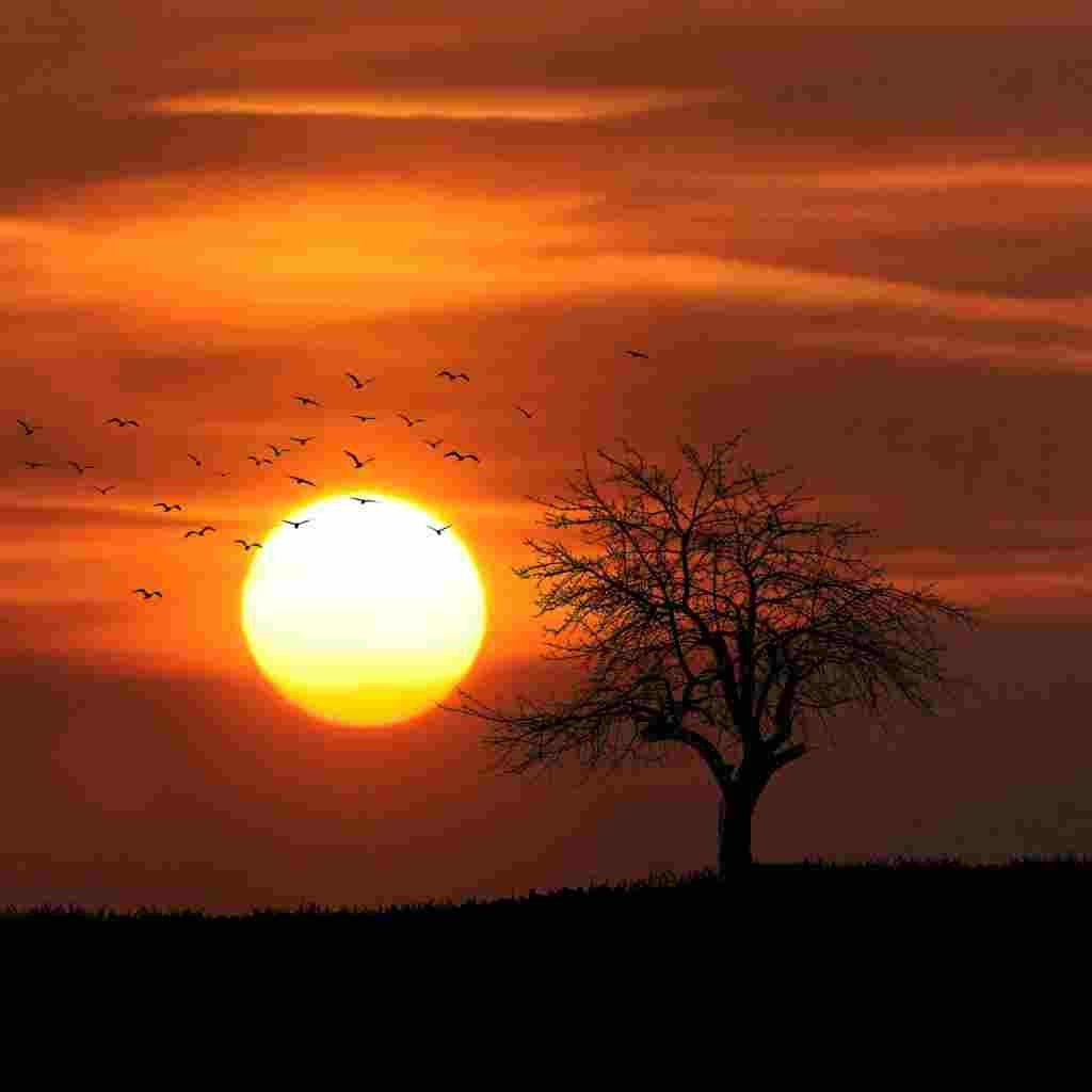 Natural Attractive Whatsapp DP