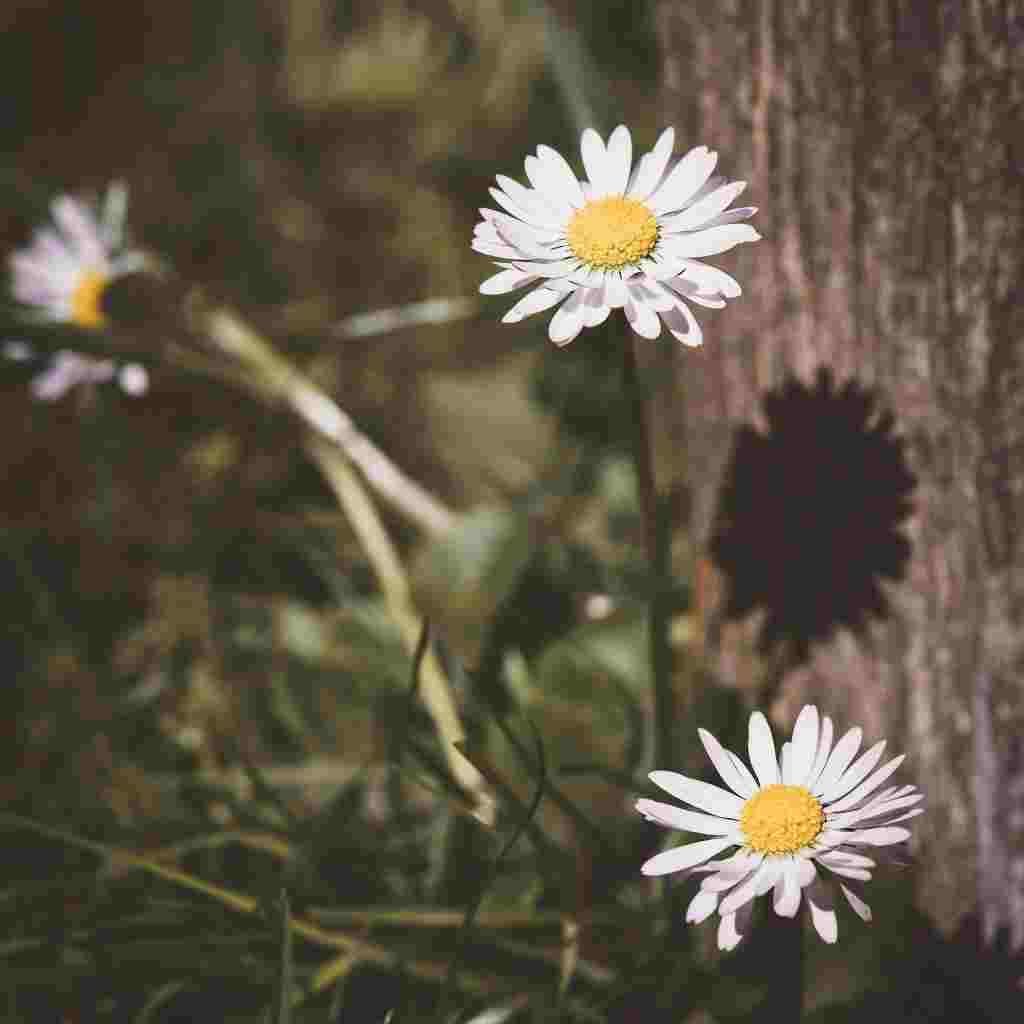 Natural Attractive Whatsapp DP