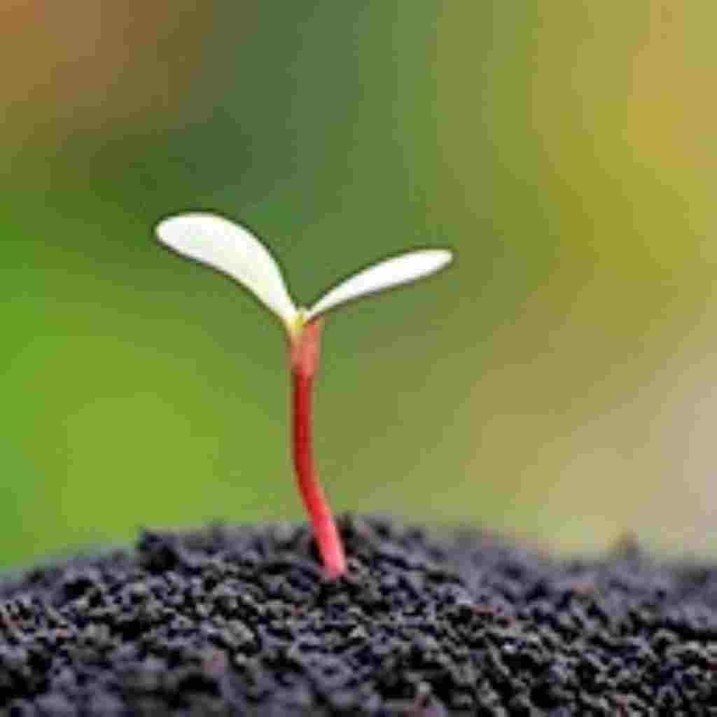 Natural Attractive Whatsapp DP