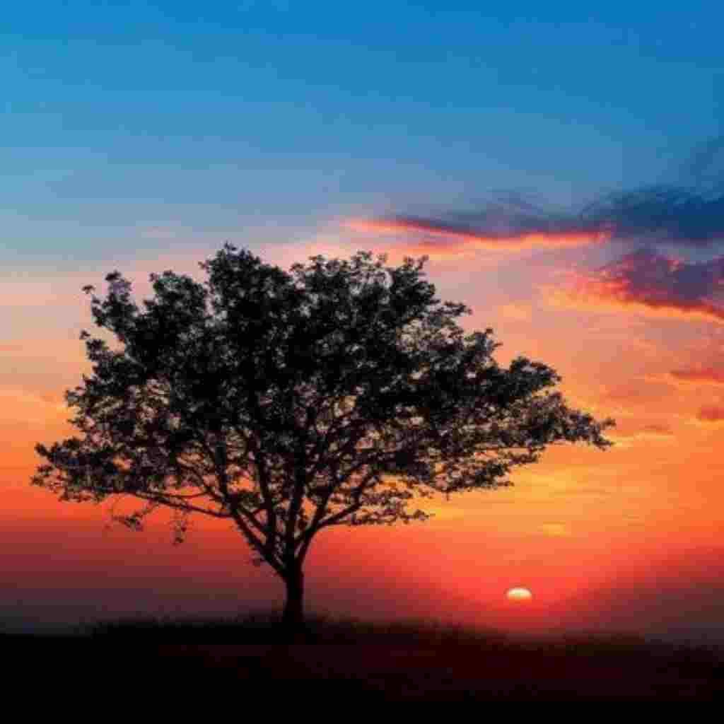 Natural Attractive Whatsapp DP