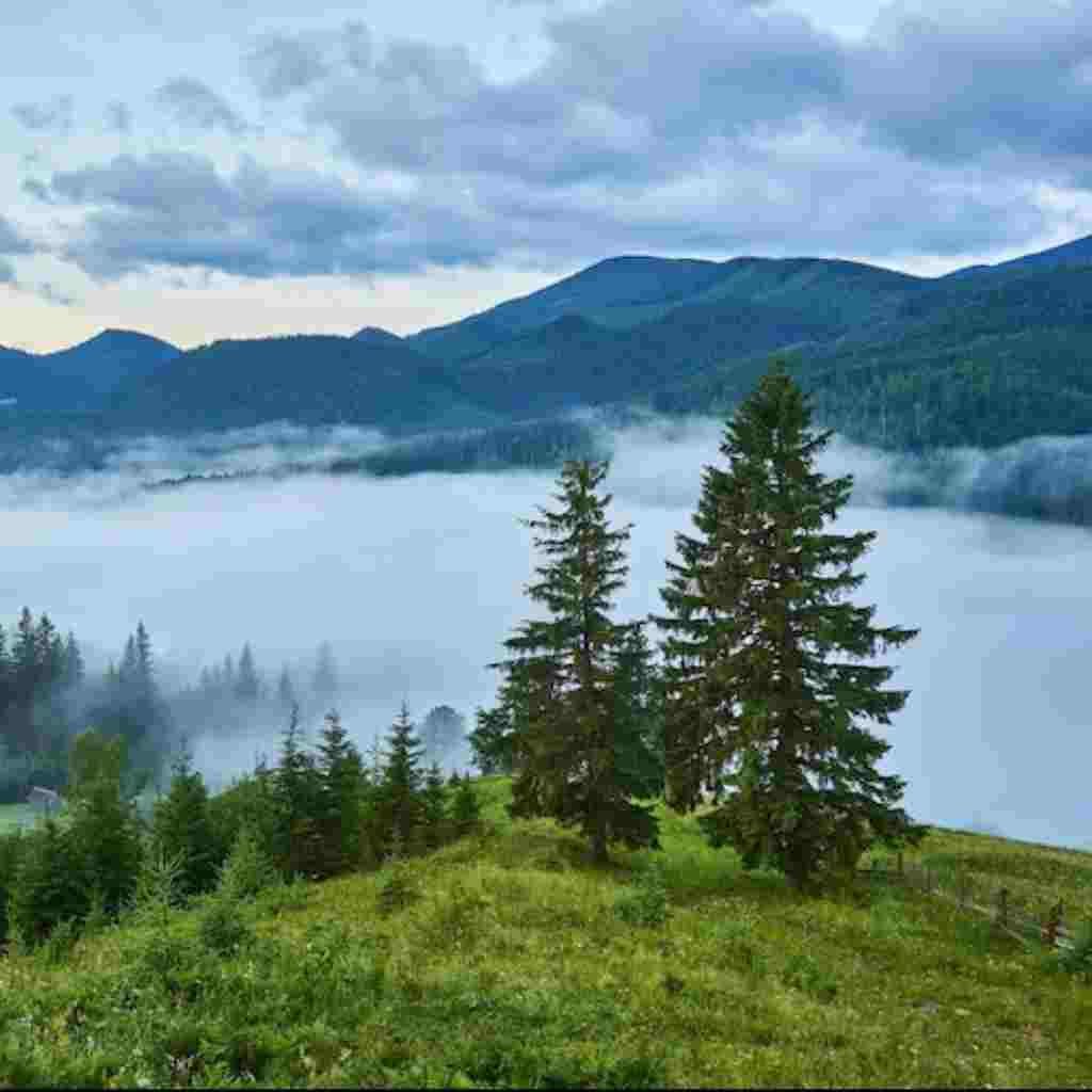 Natural Attractive Whatsapp DP